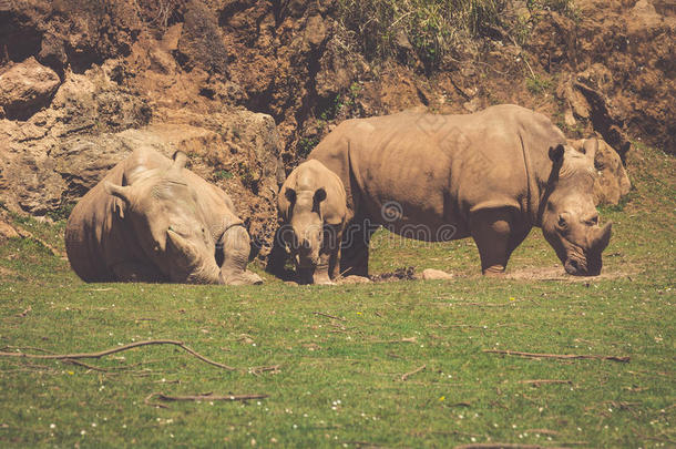 马塞马拉的非洲犀牛(双角小犀牛