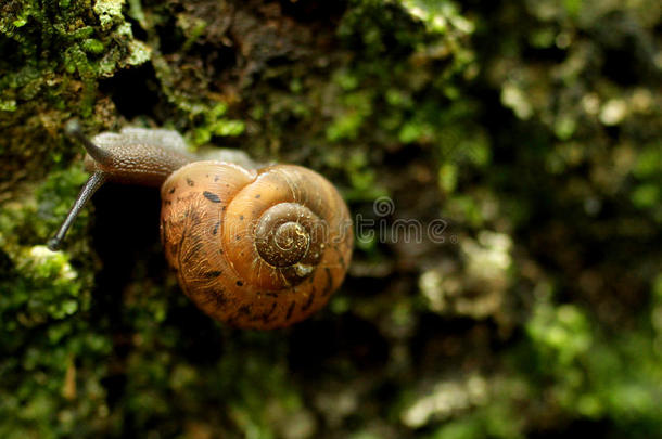 苔藓上的蜗牛