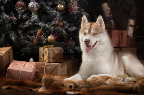 狗品种西伯利亚哈士奇，肖像狗在工作室的颜色背景，圣诞节和新年。