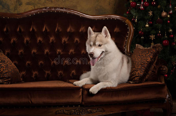 狗品种西伯利亚哈士奇，肖像狗在工作室的颜色背景，圣诞节和新年。