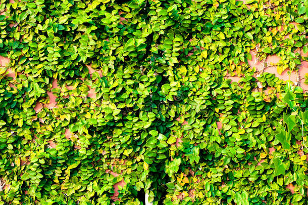 红墙上的绿树植物