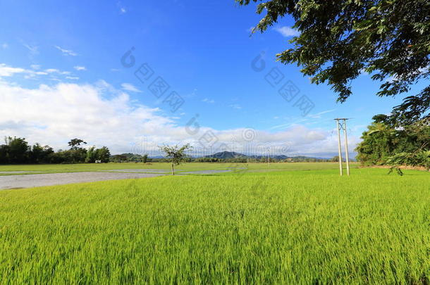 草地，鱼塘与电线杆附近的一个村庄在达克拉克越南