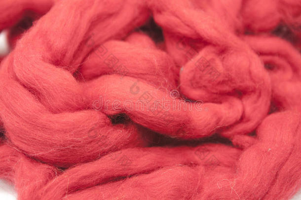 在白色背景下，Cerise红色的澳大利亚绵羊羊毛Merinos繁殖特写