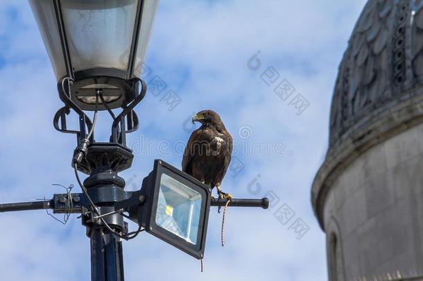 猎鹰因与鸽子搏斗而值班。 特拉法加广场。 伦敦