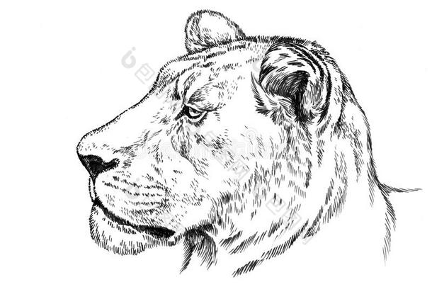 画<strong>笔墨</strong>水画孤立的狮子插图