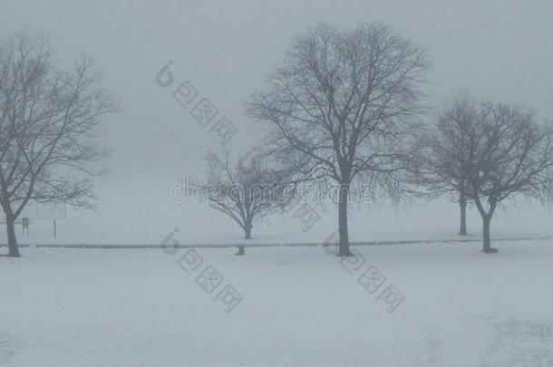 雪雁