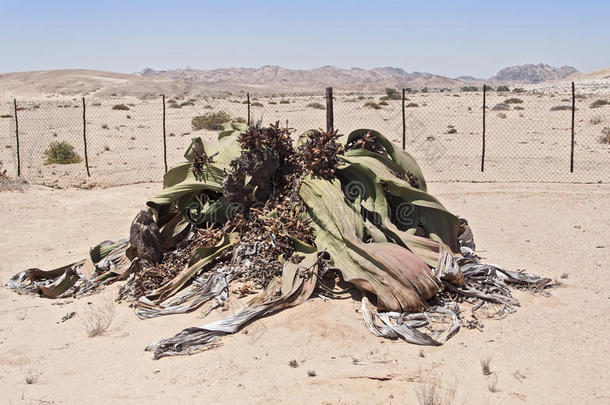 非洲植物学沙漠荒凉的干的