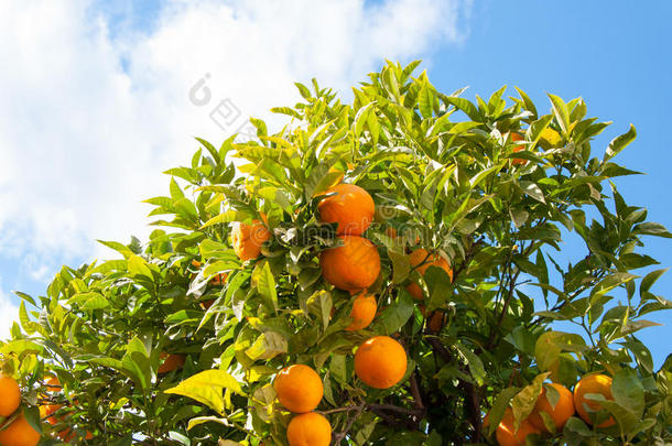 西班牙马拉加的树枝橙树果实绿叶