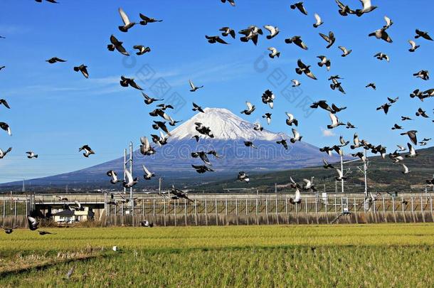 日本富士山