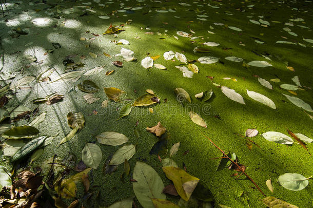 秋叶落在绿<strong>萍</strong>覆盖的池塘上