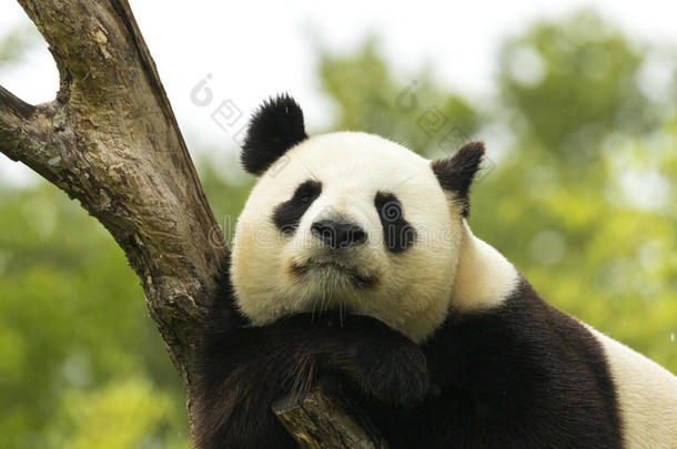 <strong>大熊猫</strong>动物亚洲睡着的竹子