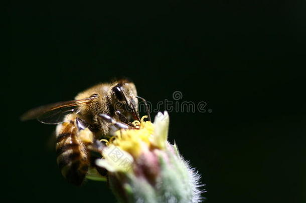 蜜蜂的<strong>圆球</strong>花