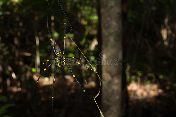 澳大利亚昆士兰州，2013年10月6日，金色的球体蜘蛛蛛形纲动物，挂在热带森林里的网中，开普敦