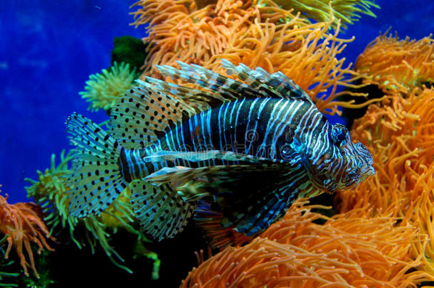 美丽的颜色丰富多彩的珊瑚鱼