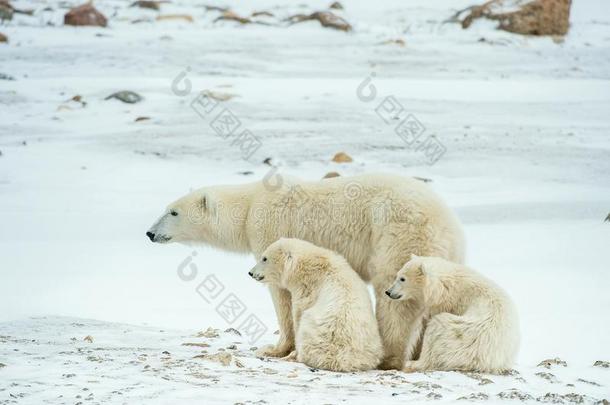 动物北极的婴儿熊食肉动物