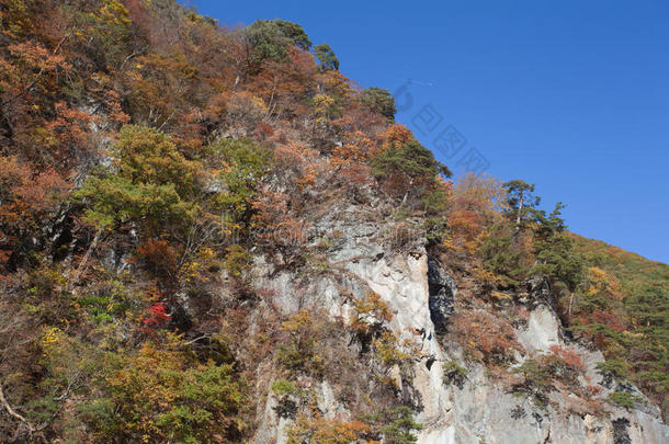 山崖上的秋树