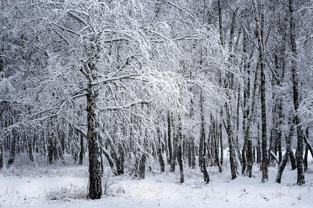 下雪后的桦树林。 俄罗斯，西伯利亚，新西伯利亚地区