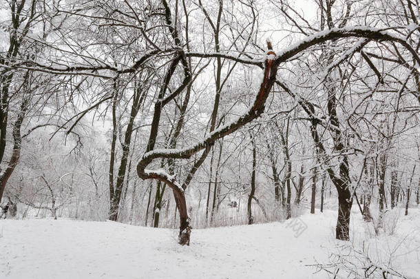 非凡的冬天树