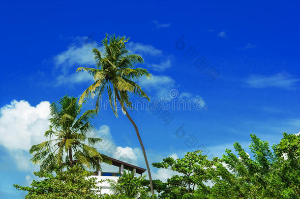 蓝天映衬下的椰树