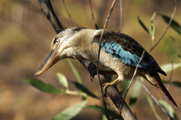 动物澳大利亚鸟蓝色达克罗
