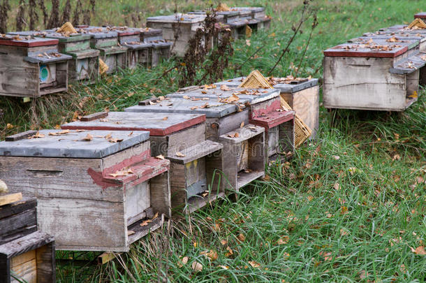 用于蜂蜜生产的蜂箱
