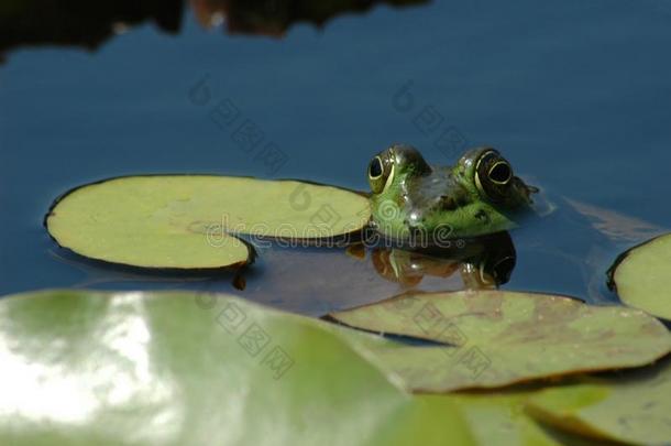 漂浮在睡莲花丛中的美洲牛蛙