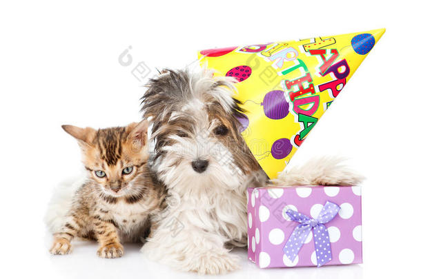 孟加拉猫和比韦-约克郡猎犬带<strong>生日帽</strong>。 在白色上隔离