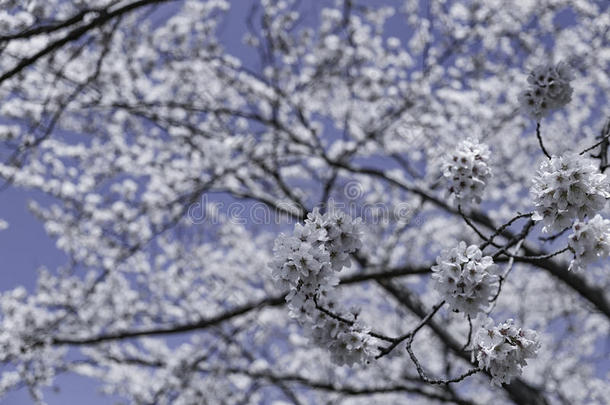 在冬天的天空下，在树上结下樱花
