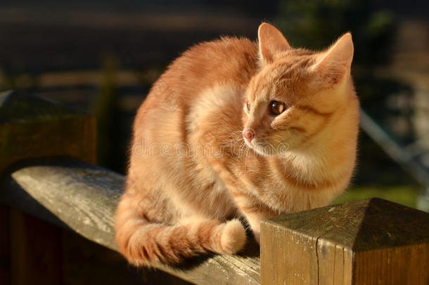 姜黄色汤姆猫
