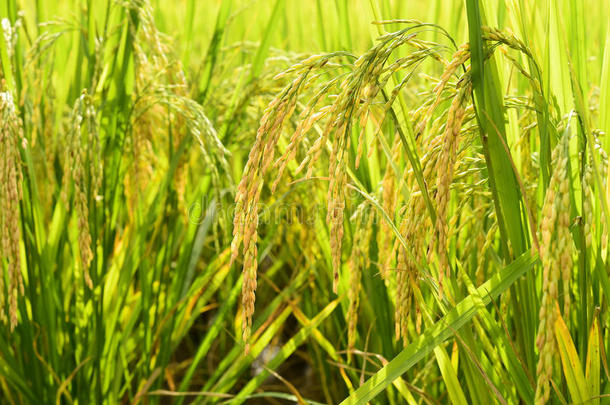 在稻田里使水稻成熟