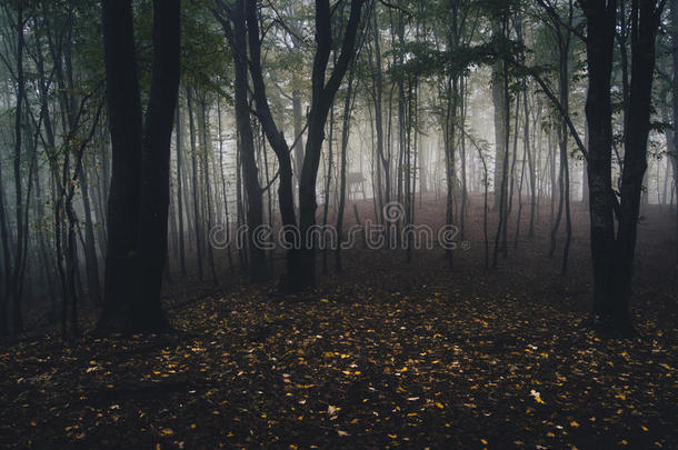 秋天地上有落叶的黑暗森林