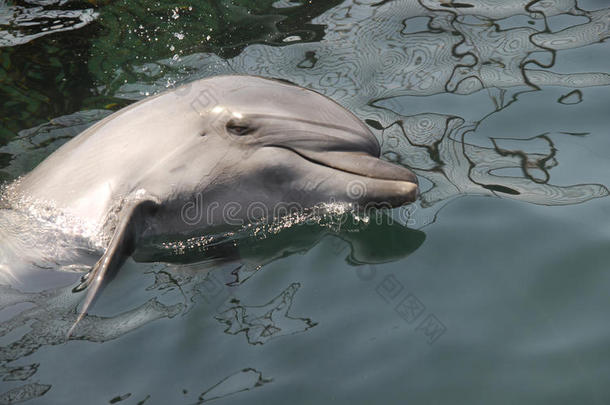 海里的海豚