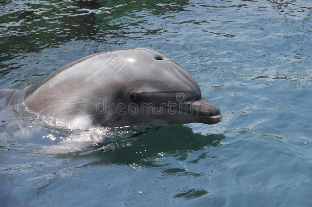 海里的海豚