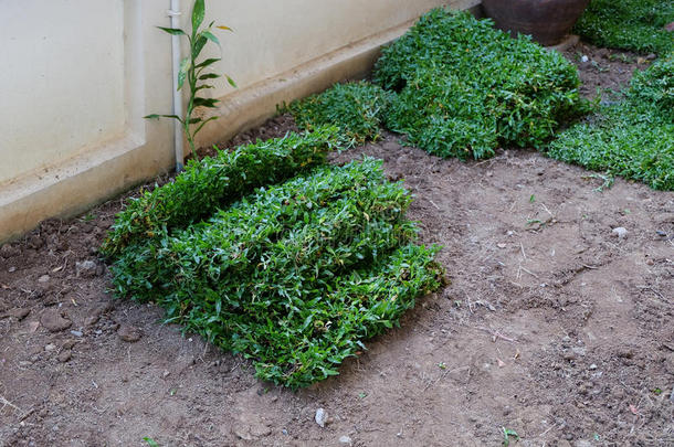 后院，庭院工作种植树木和草