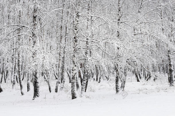 下雪后的桦树林。 俄罗斯，西伯利亚，新西伯利亚地区