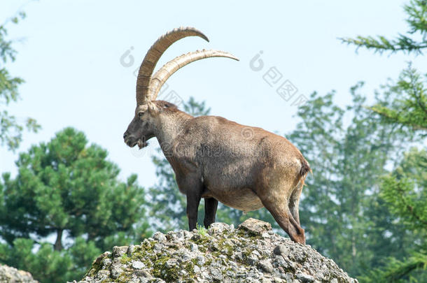 阿尔卑斯山动物偶蹄动物动物群山羊