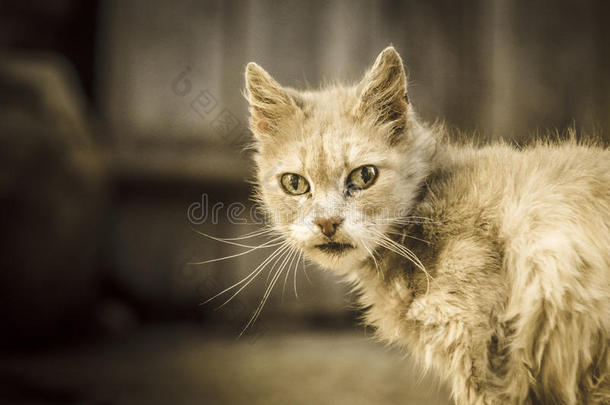 猫颜色罪犯面对看