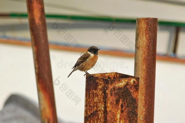 一只小鸟在木桩上