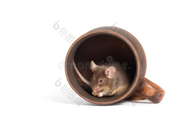 动物背景棕色的瓦罐陶器