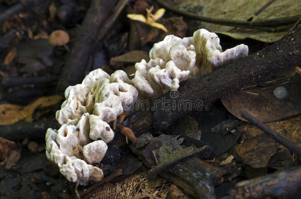 大西洋雨林地板上的真菌