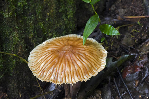 大西洋雨林地板上的真菌