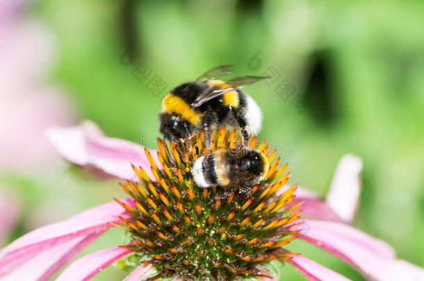 动物蜜蜂开花盛开笨手笨脚的