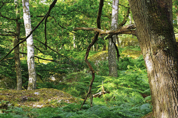 欧洲蕨类植物枫丹白露森林法国