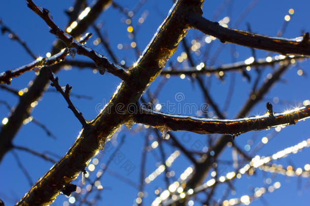 阳光明媚的冬日，蓝天上有冰柱的树枝