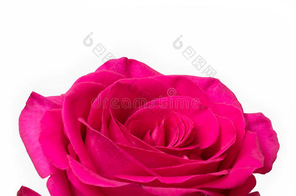 大粉色玫瑰白色背景