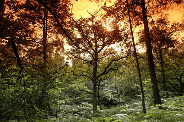 欧洲枫丹白露森林法国风景