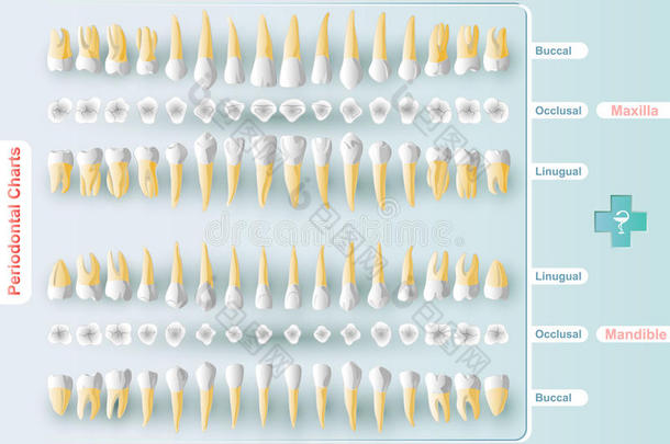 牙科和牙周图表