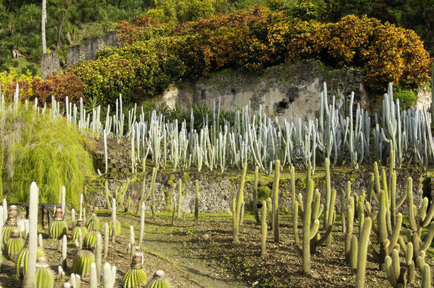 马提尼克岛风景如画的安塞拉图切花园