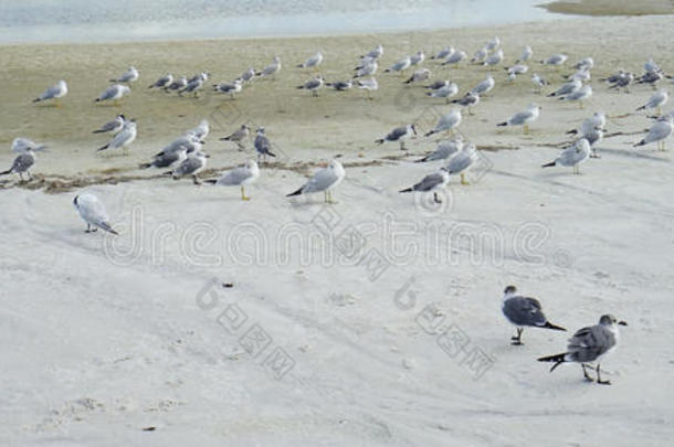 佛罗里达赫南多海滩：鸟休息