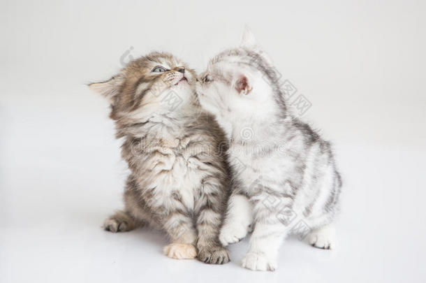 可爱的小猫接吻